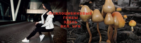 стафф Аркадак